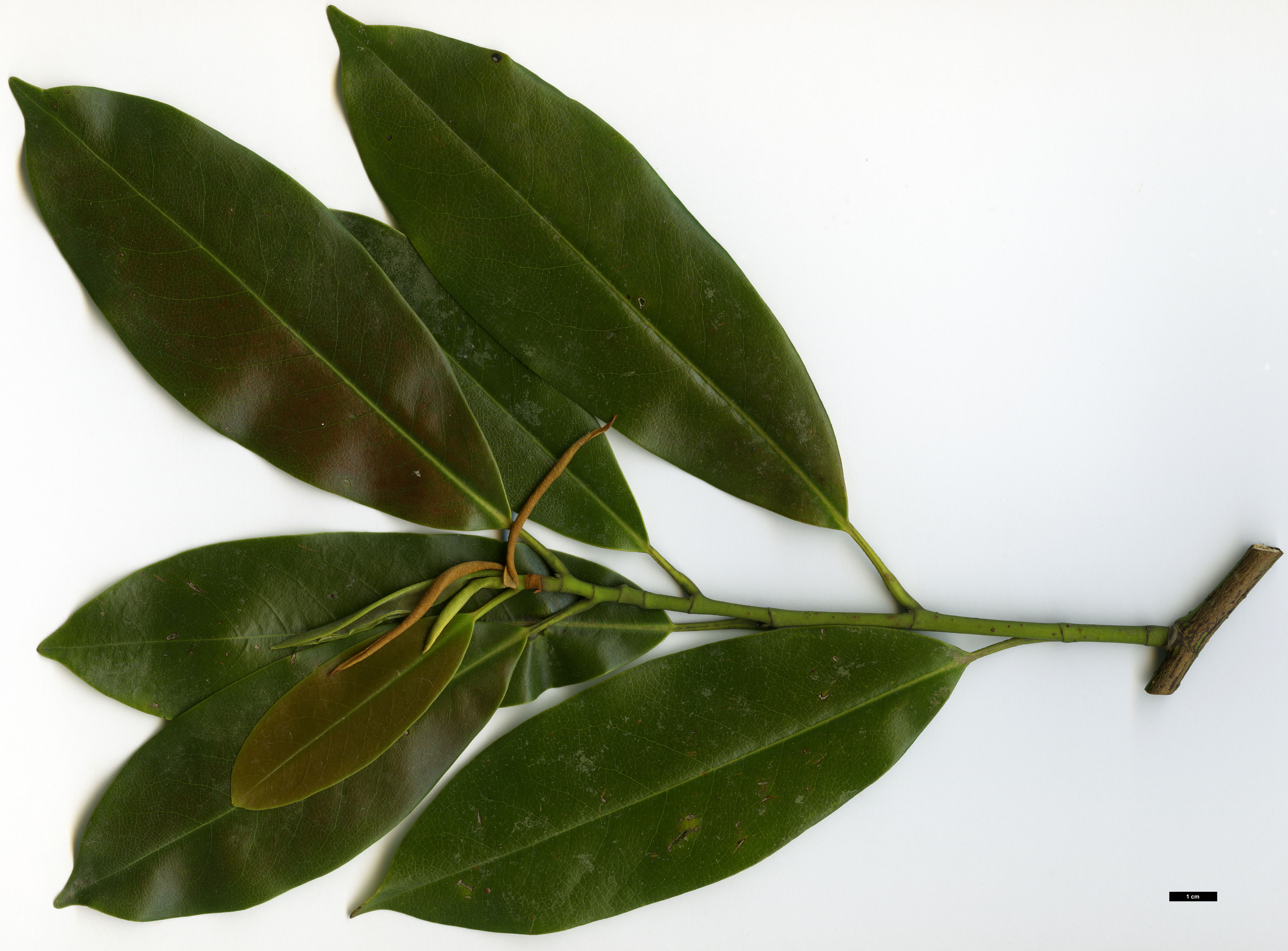 High resolution image: Family: Magnoliaceae - Genus: Magnolia - Taxon: cavaleriei - SpeciesSub: var. platypetala High resolution image: Family: Magnoliaceae - Genus: Magnolia - Taxon: cavaleriei - SpeciesSub: var. platypetala